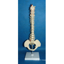 High Quality Human Vertebra Column Model with Pelvis (R020718)